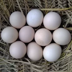 EGGS